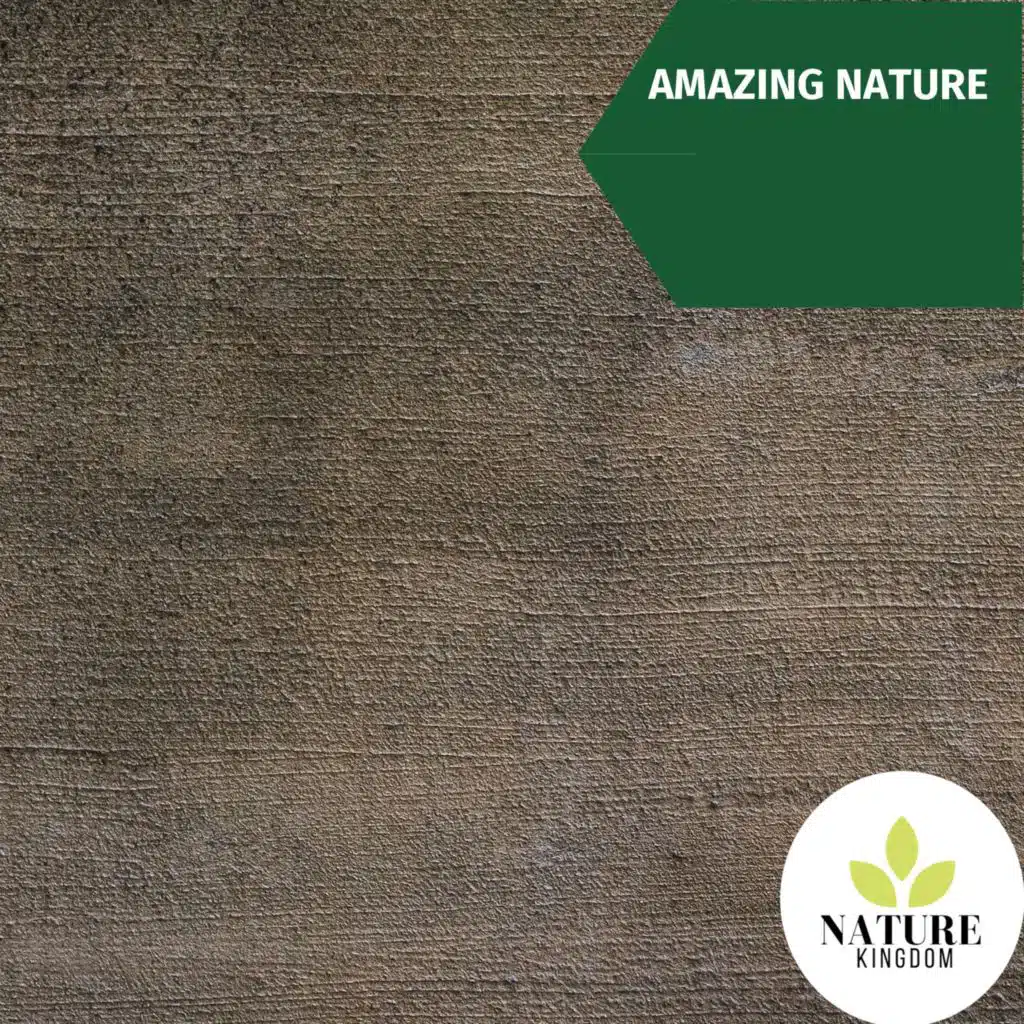 Organic Nature Sound Series