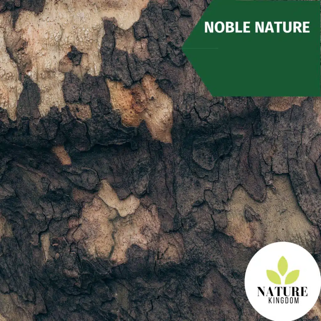 Noble Nature