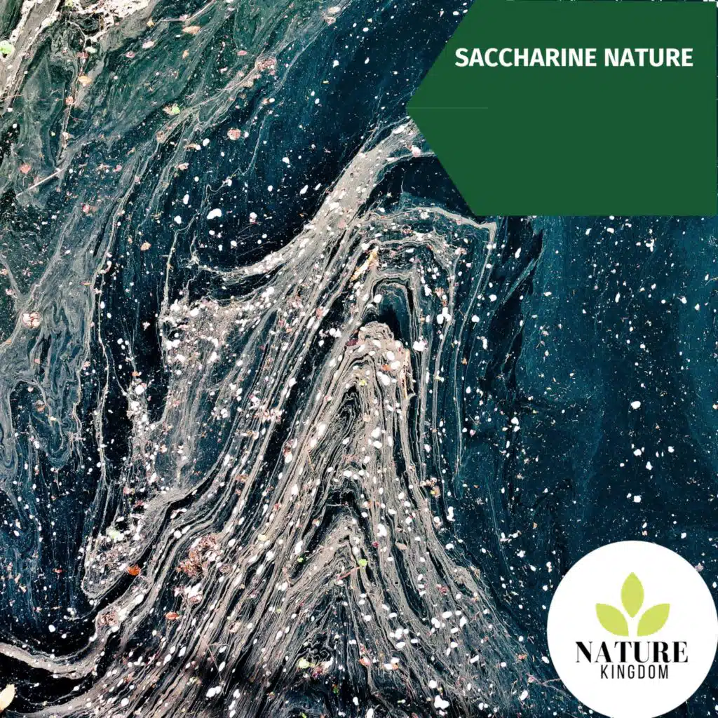 Saccharine Nature