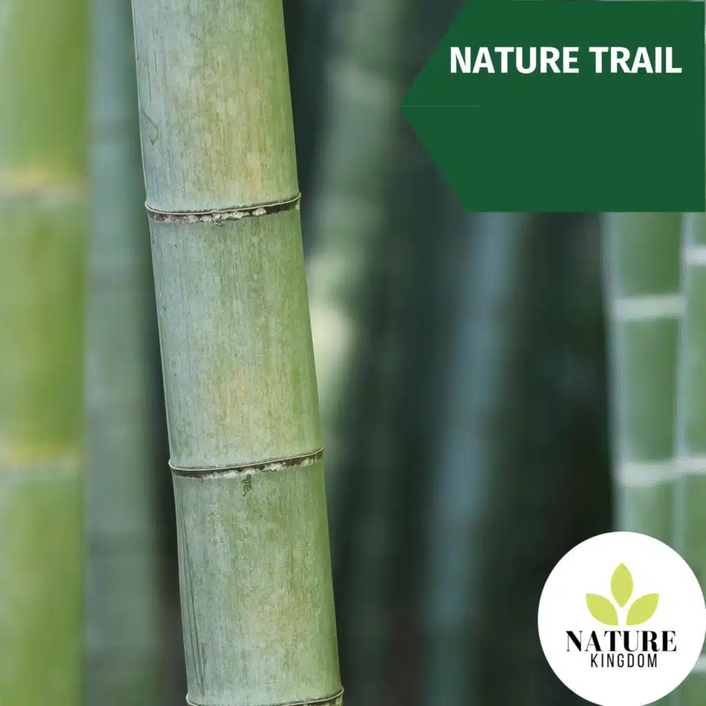 Natural Rain on Thick Leaves