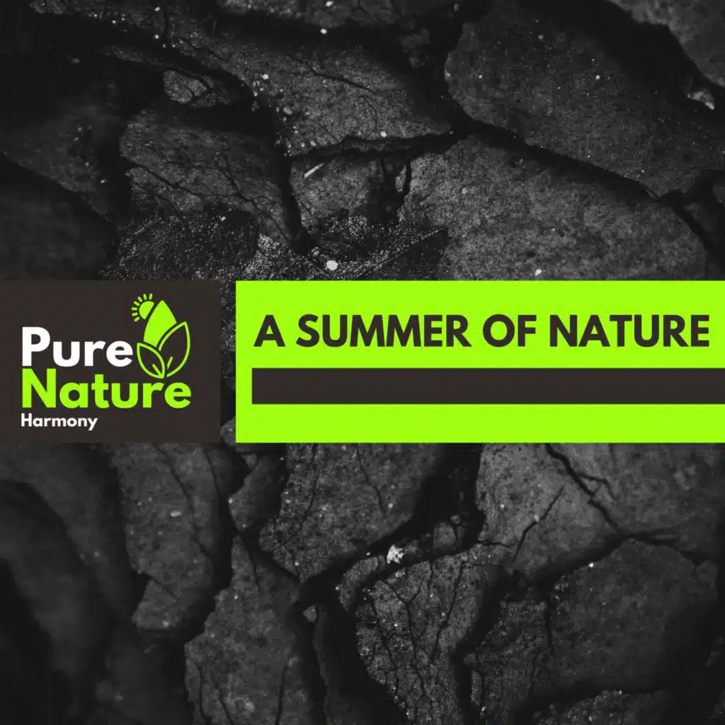 Eventide Coniferous Night