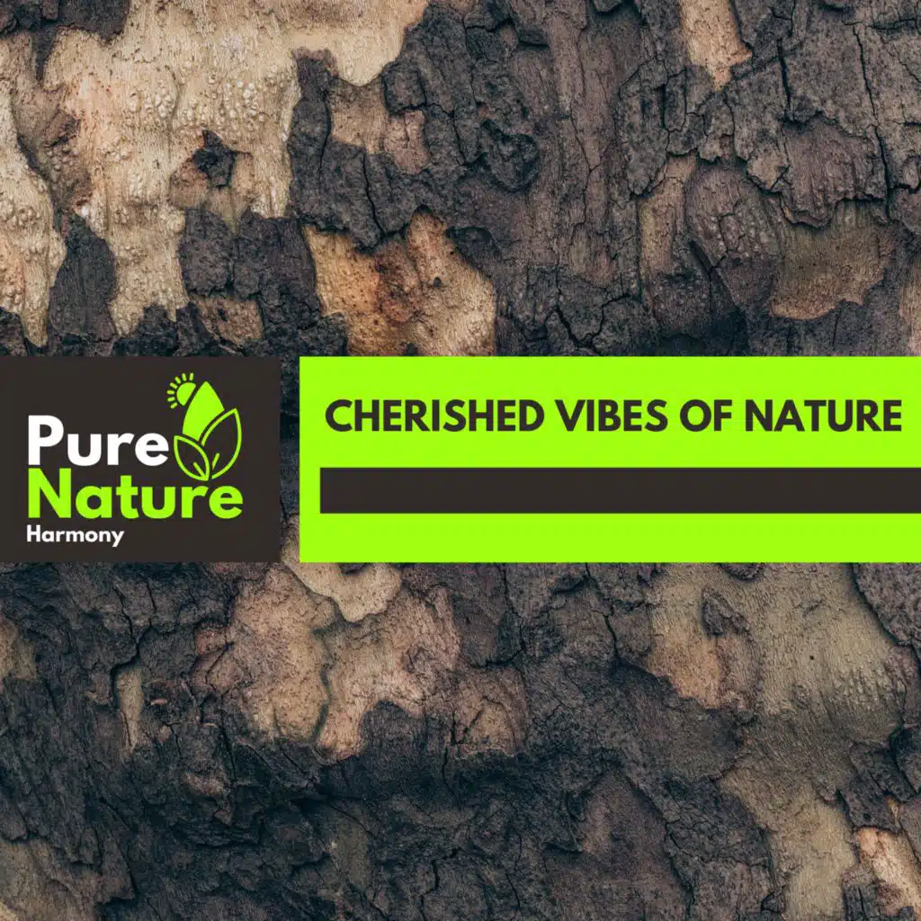 Rain Lessons from Nature