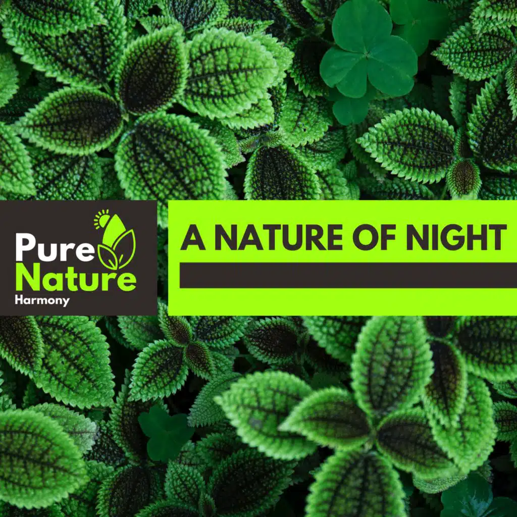 A Nature of Night