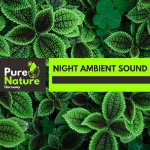 Night Ambient Sound