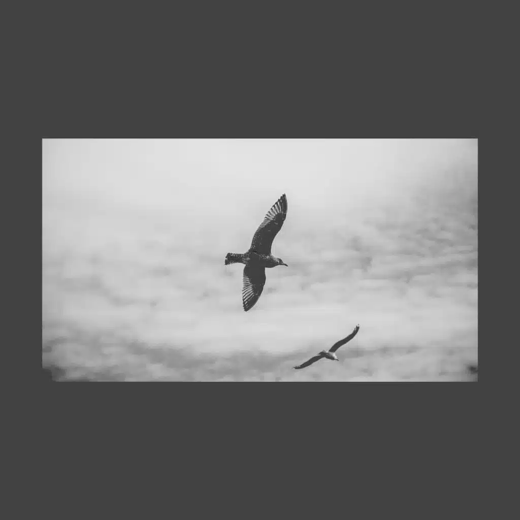 Wings