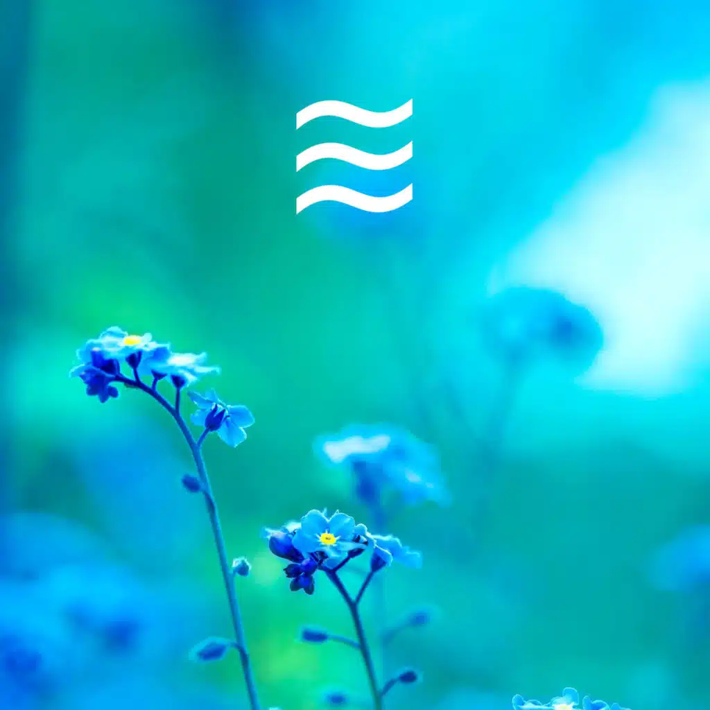 Sounds of Forest
