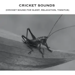 Cricket Sounds at Night - Loopable with No Fade