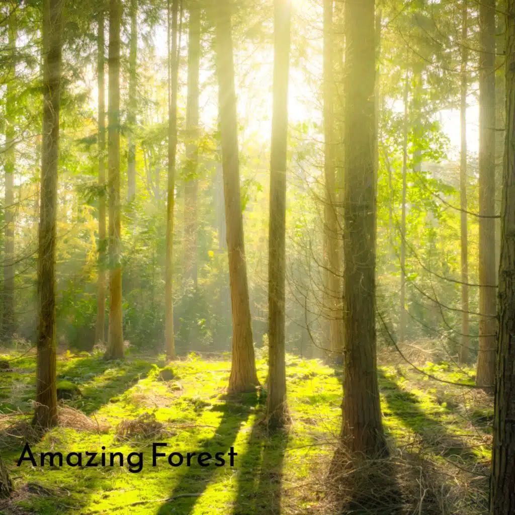 The Relaxing Sounds of Swedish Nautre