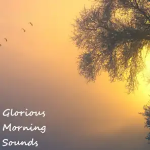 Glorious Morning Sounds