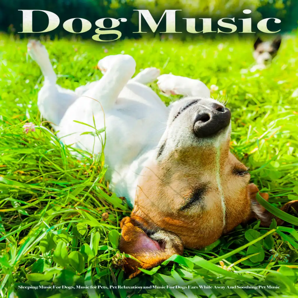 Pet Music