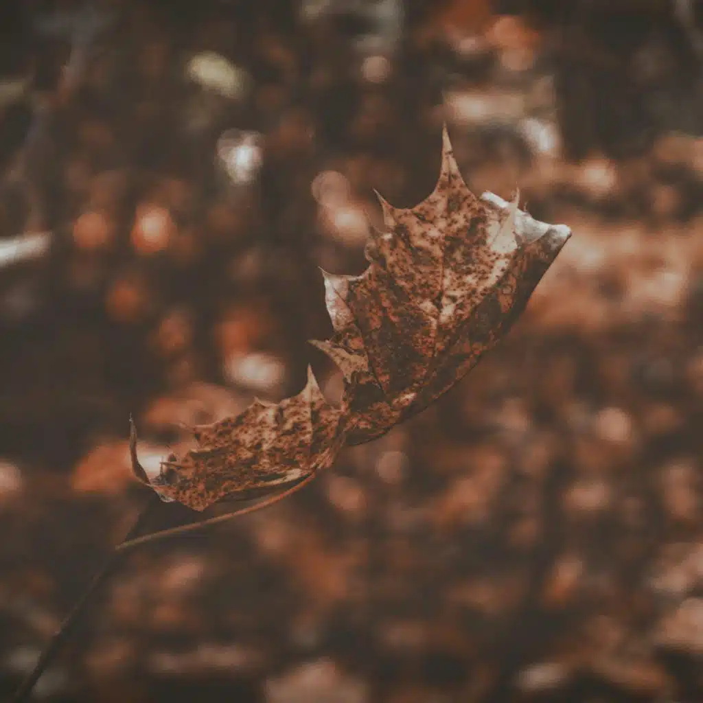 Sounds of Nature Relaxation, Musica Relajante Para Estudiar and Spa Relaxation