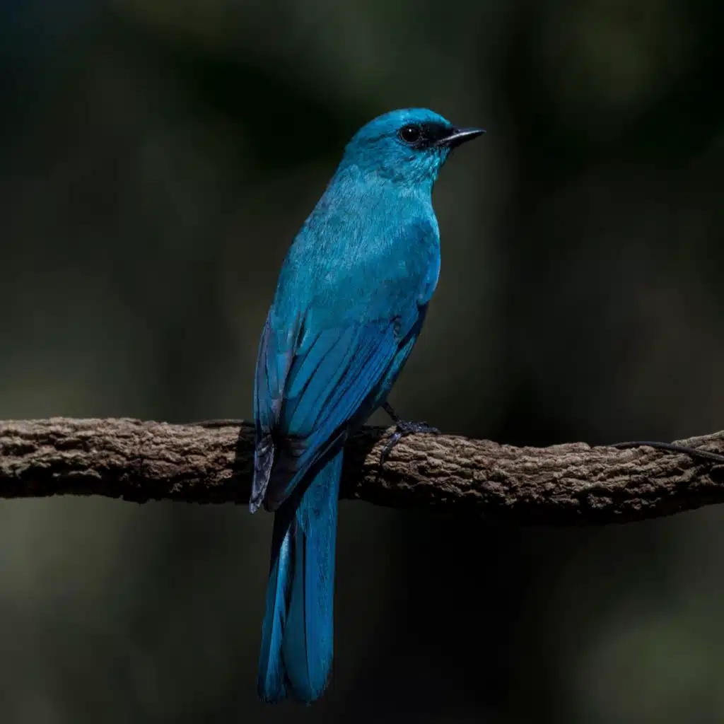 Aves En El Bosque: Ambiente Natural Para Dormir Bien