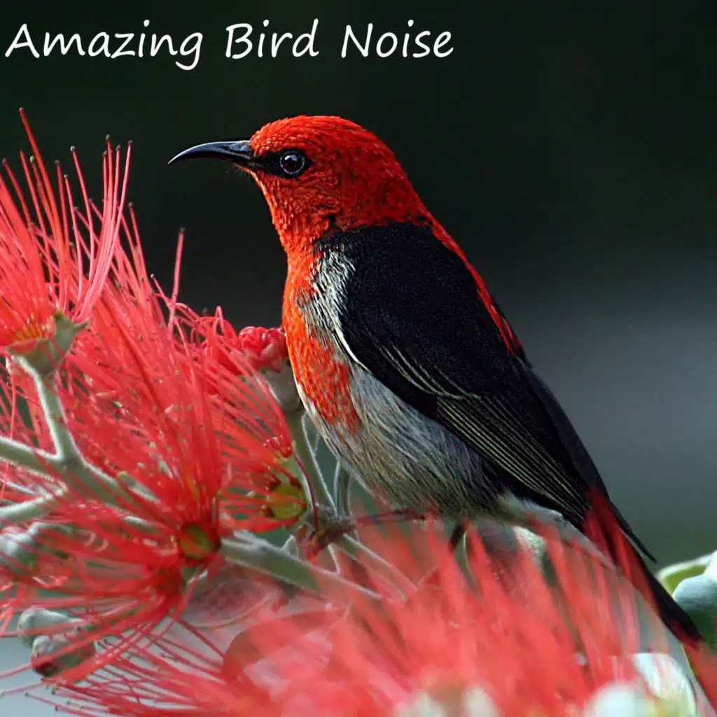 Peaceful Forest Sounds