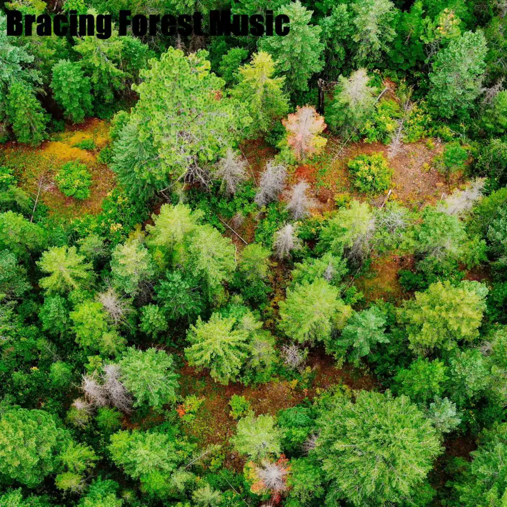 Bracing Forest Music