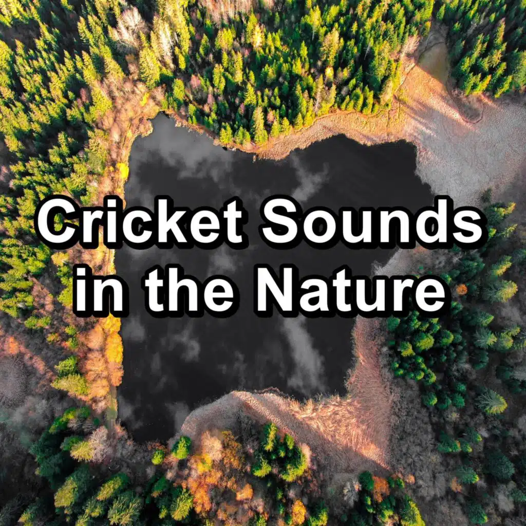 Cricket Sounds in the Nature