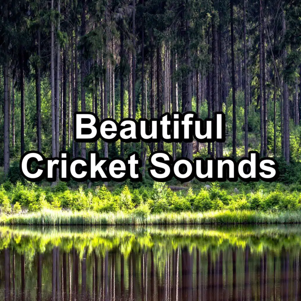 Beautiful Cricket Sounds