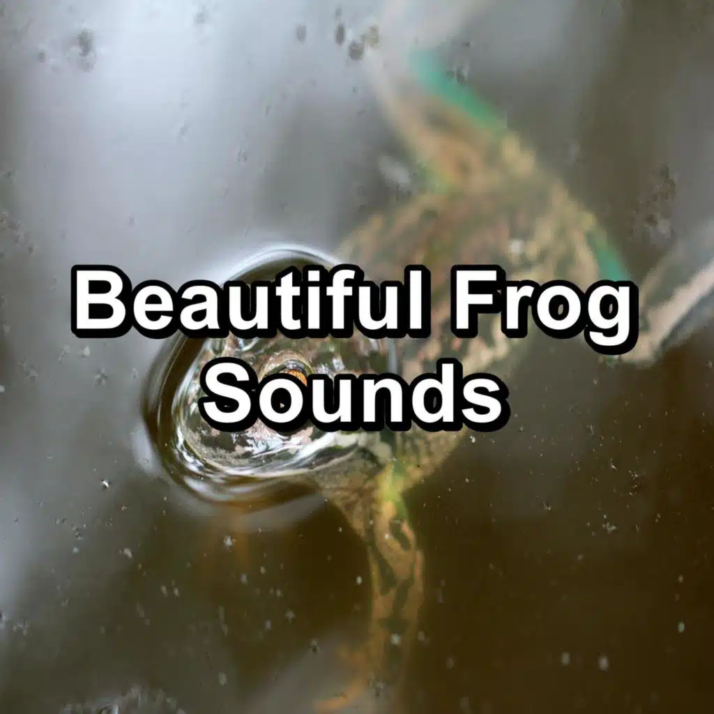 Beautiful Frog Sounds