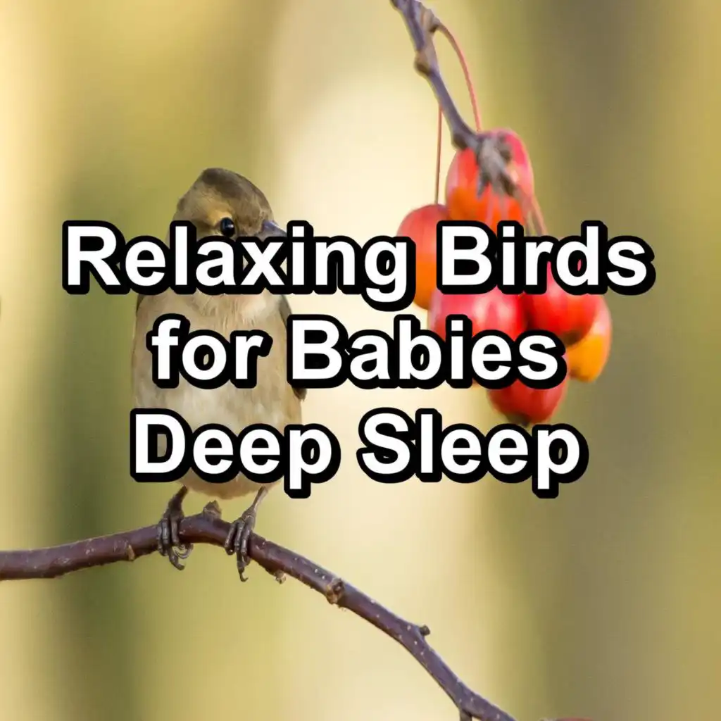 Dreamy Bird Sounds Ambience Sounds To Loop for 8 Hours