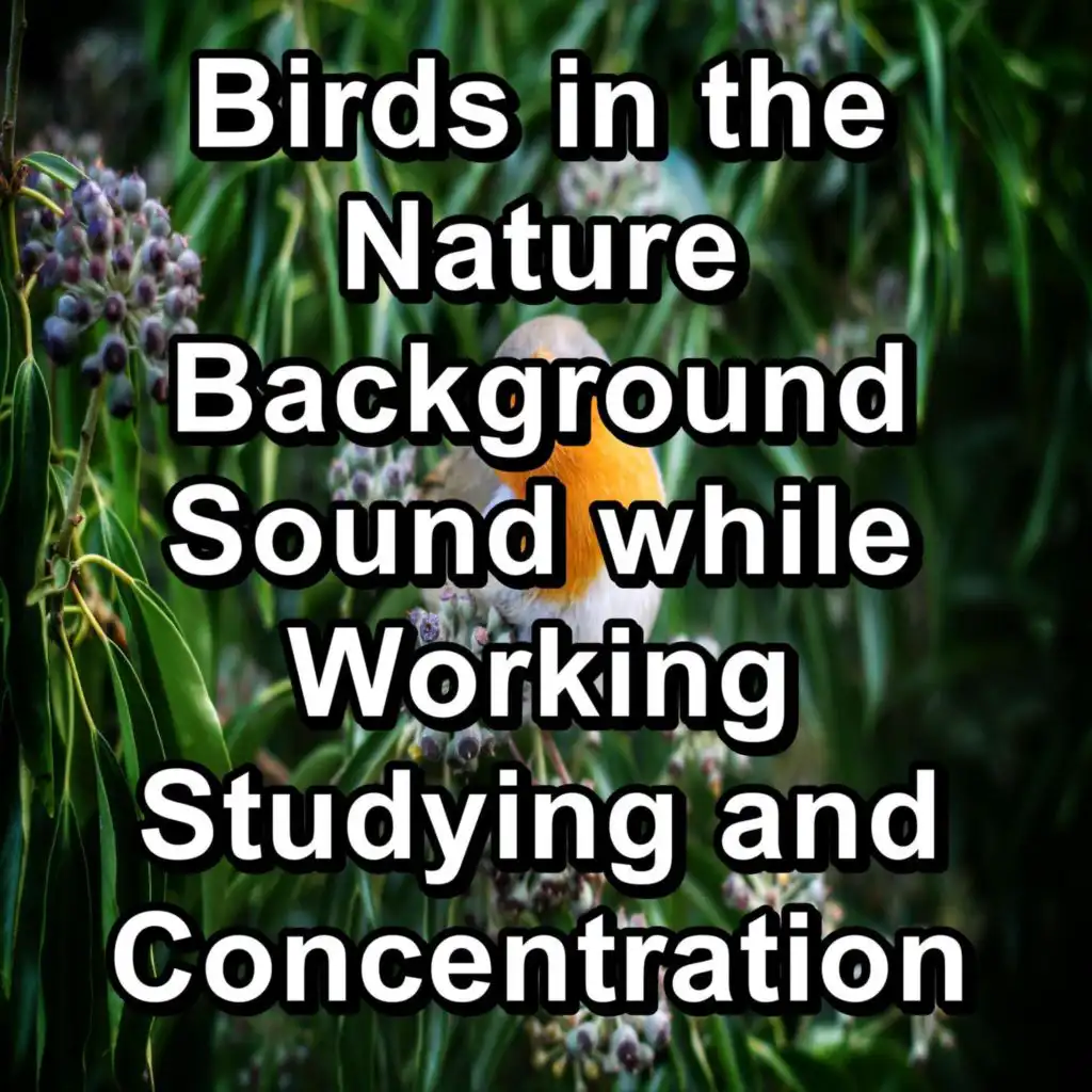 Rest Bird Sounds For Studying To Help with Relaxing