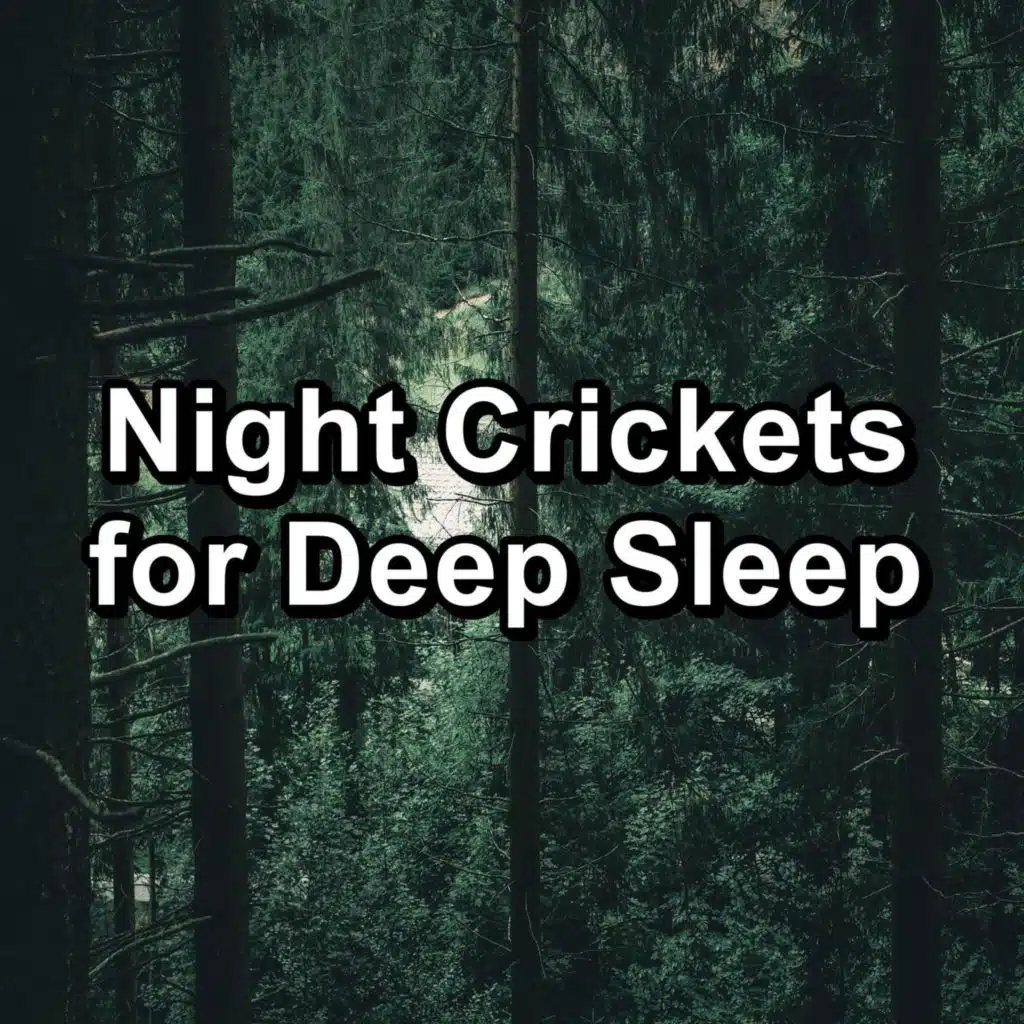 Cricket Sounds, Sleep Crickets & Nature Noise