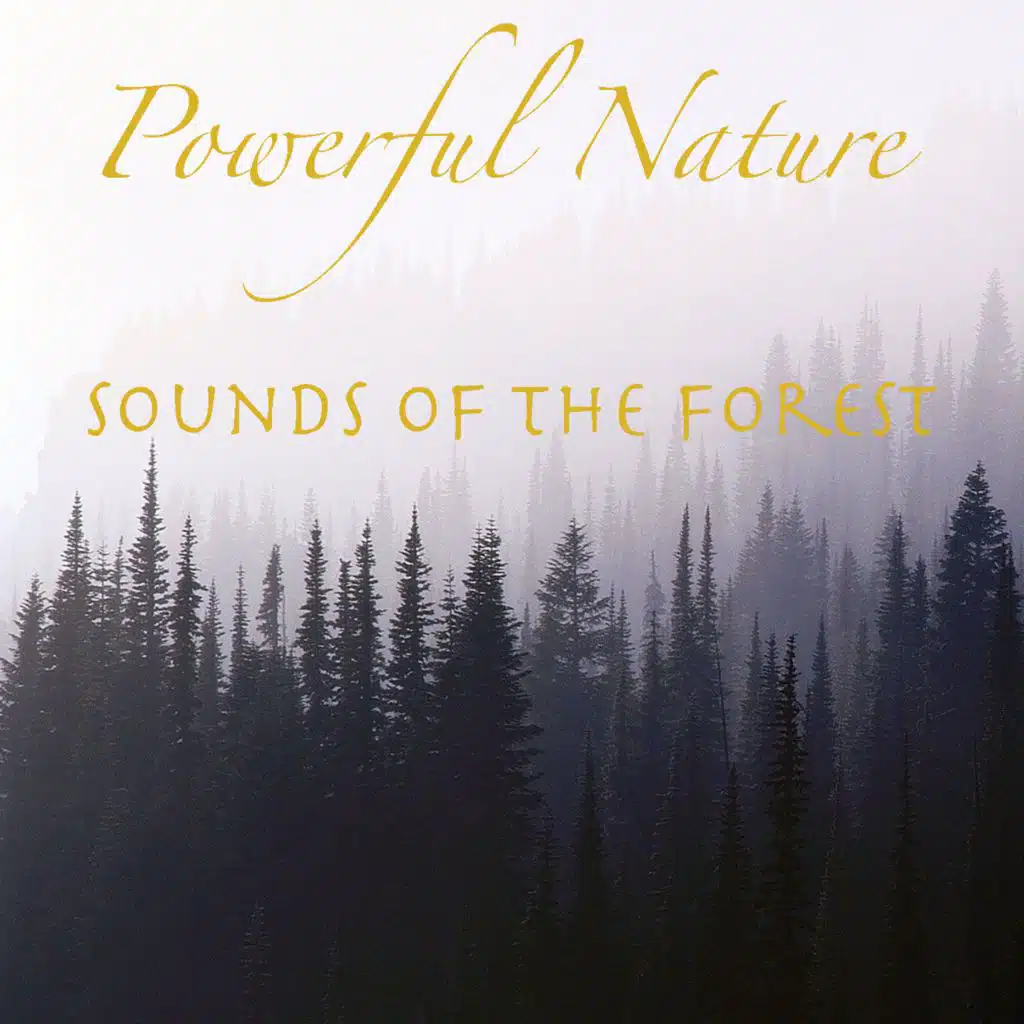 Powerful Nature Sounds of the Forest