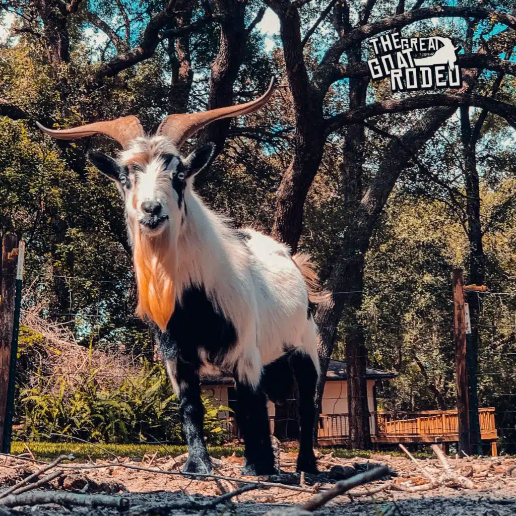 The Great Goat Rodeo