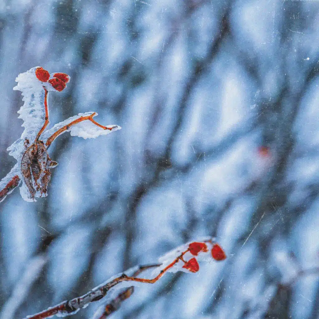 My Heart Is Crying in the Cold