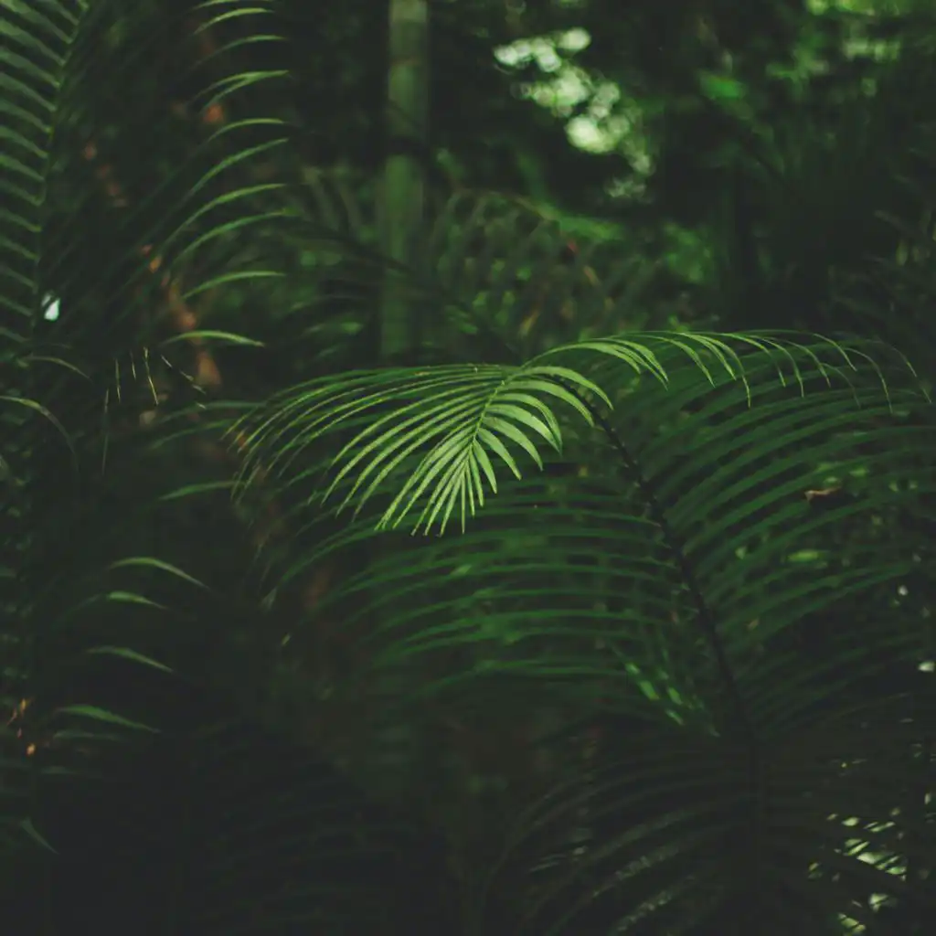 Music for Deep Sleep