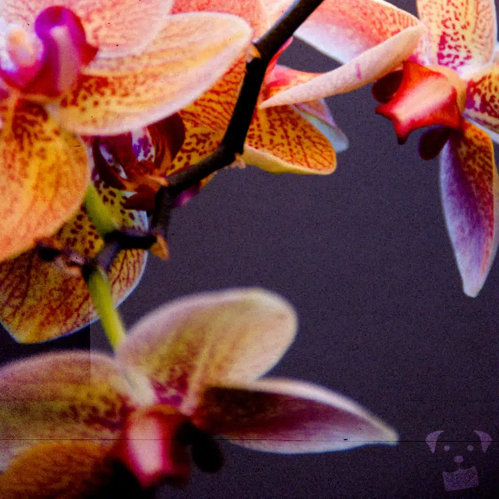 ghost media inc & Dog Tapes