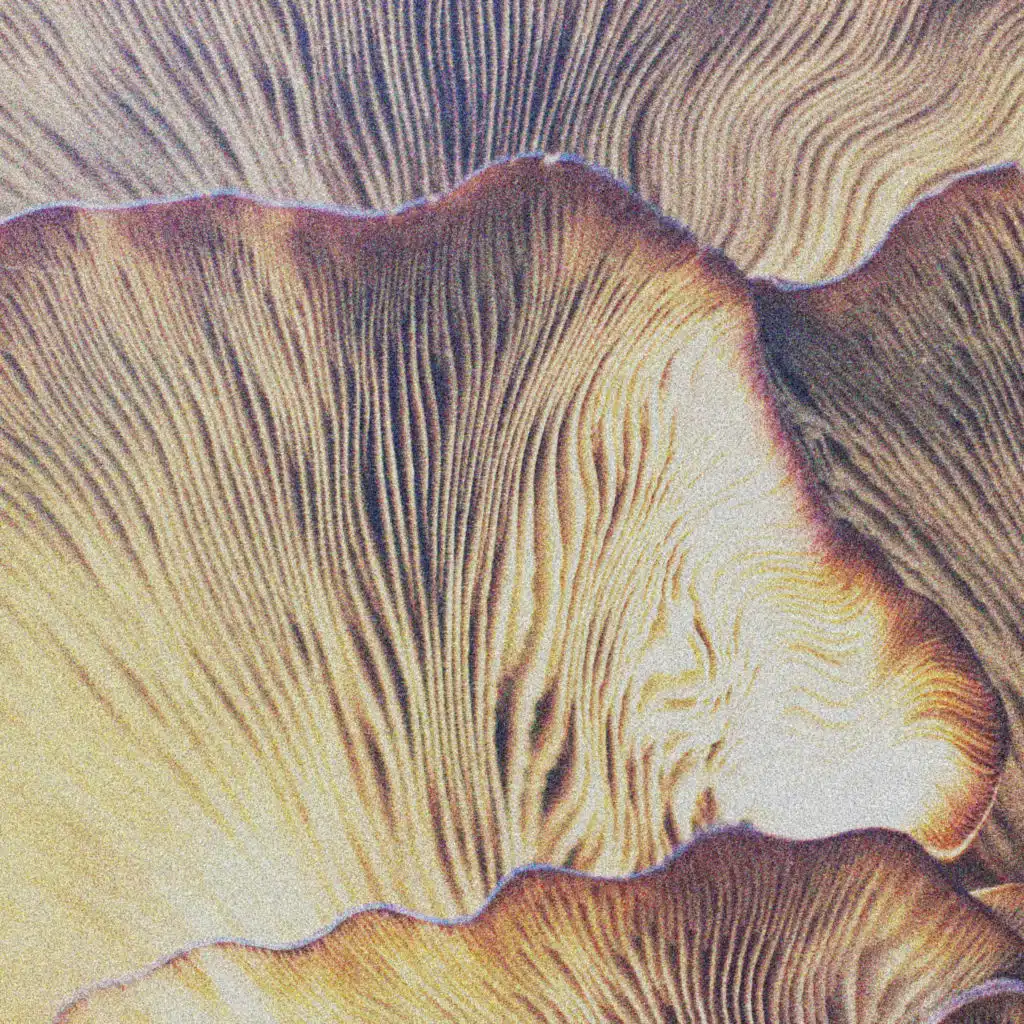 Morir Sin Dejar Rastro