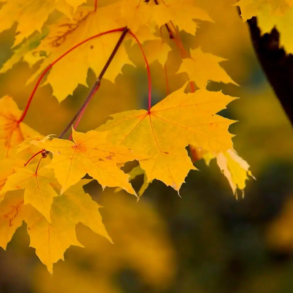 Hertigen av Brandgul (Radio Edit) [feat. Lex Peter]