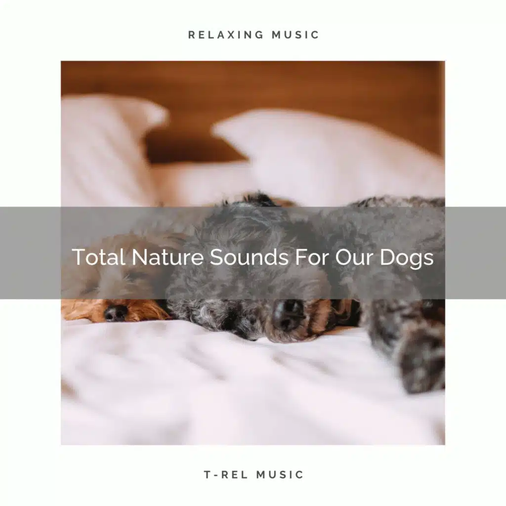 Calming Woods Noises For Stressed, Good Dogs