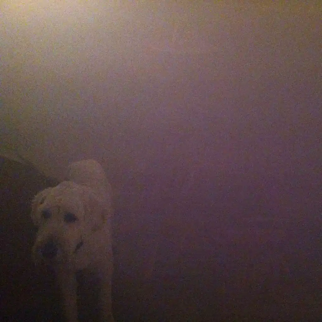 Dog In The Fog