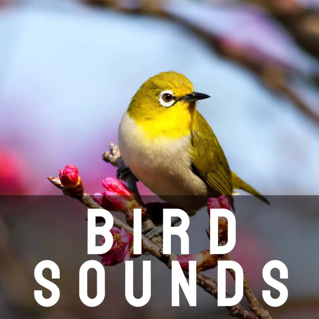 Bird Song