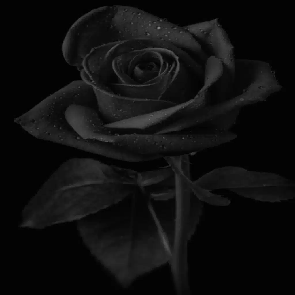 A Strange New Beauty (feat. Hattori Hanzo, 04LM, Spectrometre & Booz)