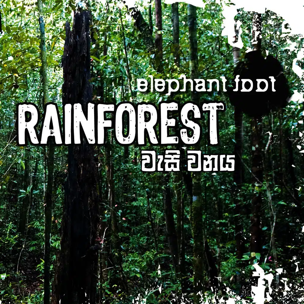 Rain Forest