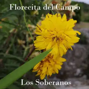Florecita del Campo