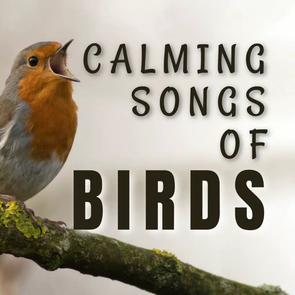 Calming Songs of Birds