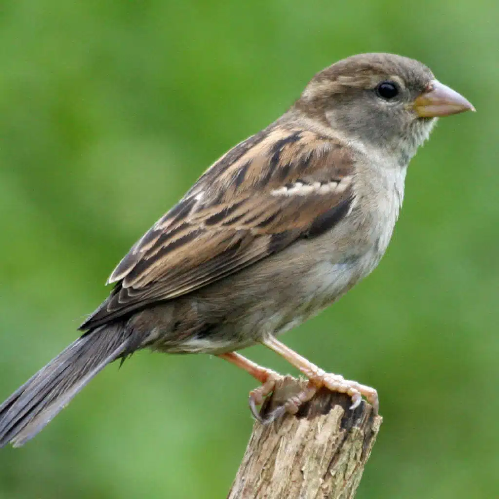 موسيقى العصفورة