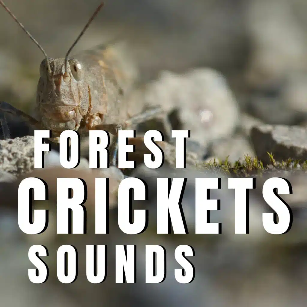 Calming Crickets