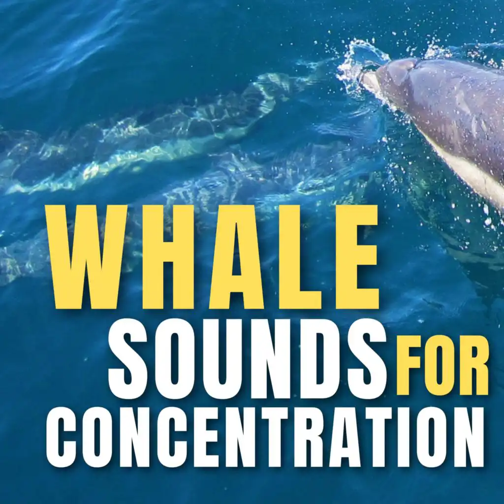 Whale Sounds for Concentration