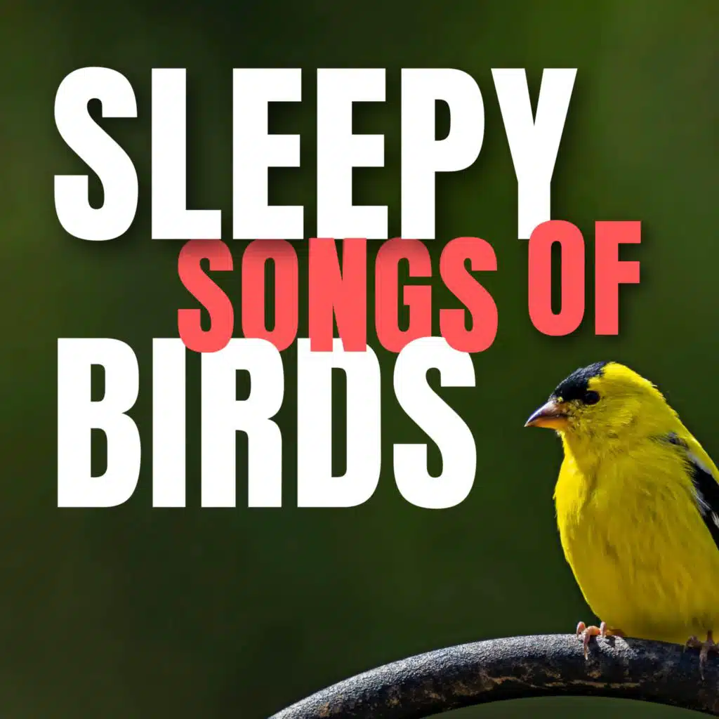 Sleepy songs of Birds