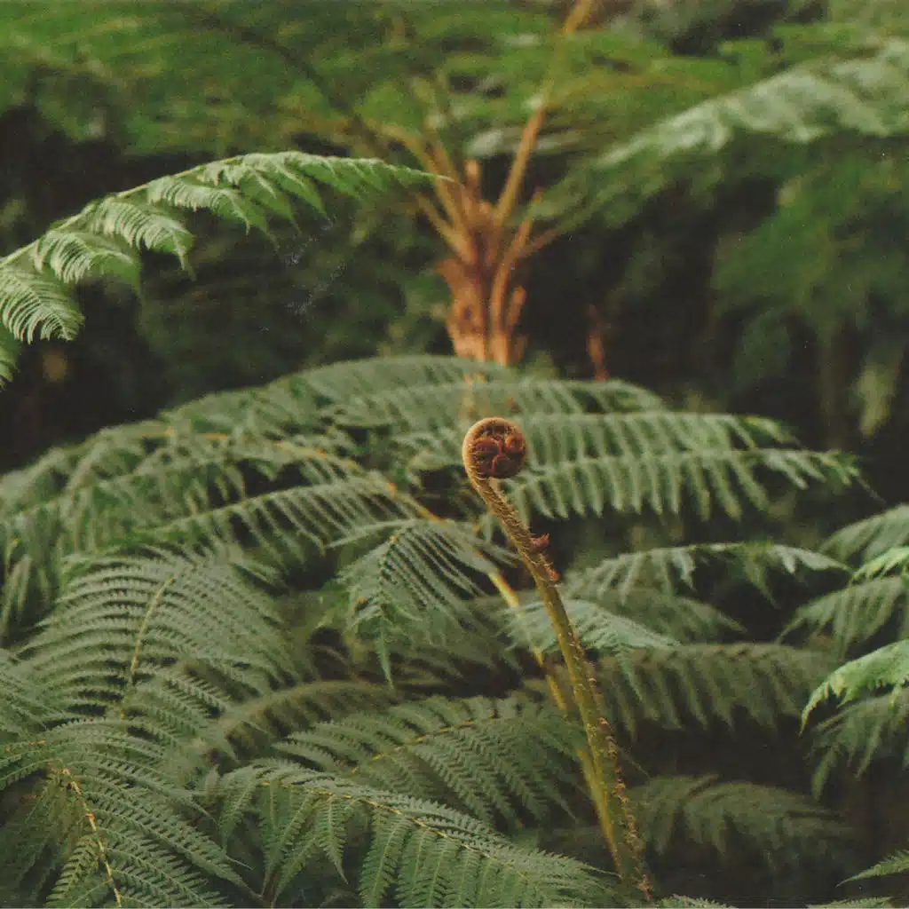 Dolphins Into The Future & Lieven Martens