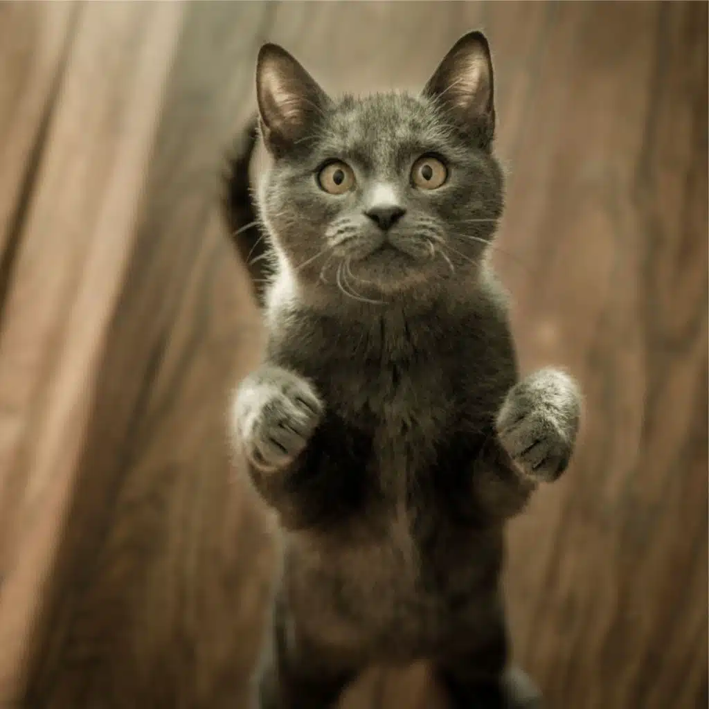 Jazz Music for Cats, Music for Cats Project, Jazz Music Therapy for Cats