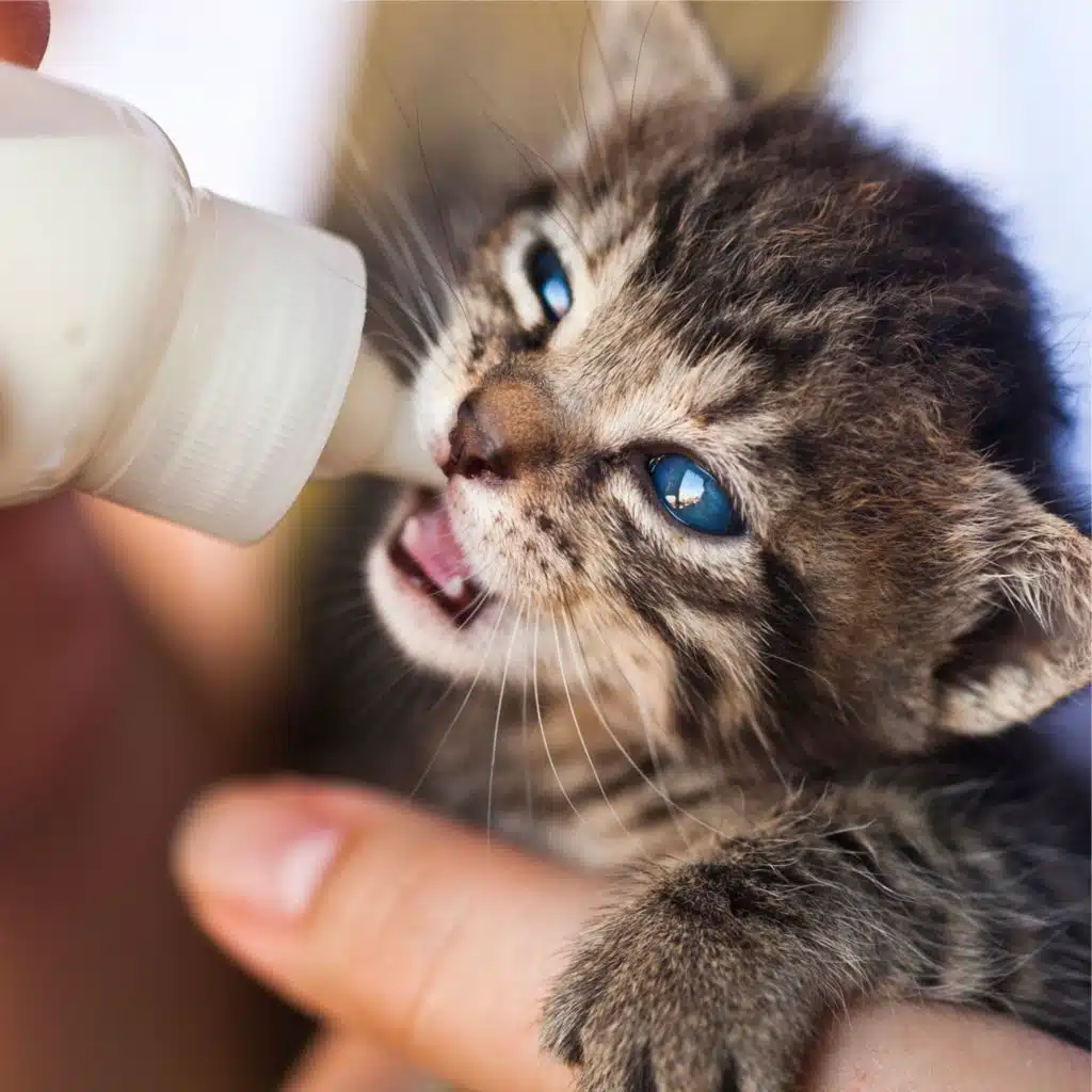 Calming Tracks for Cats