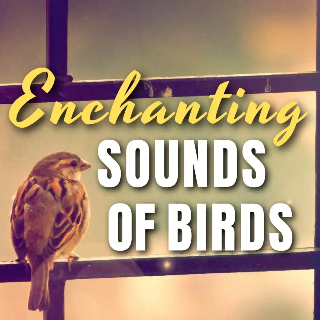 Enchanting Sounds of Birds