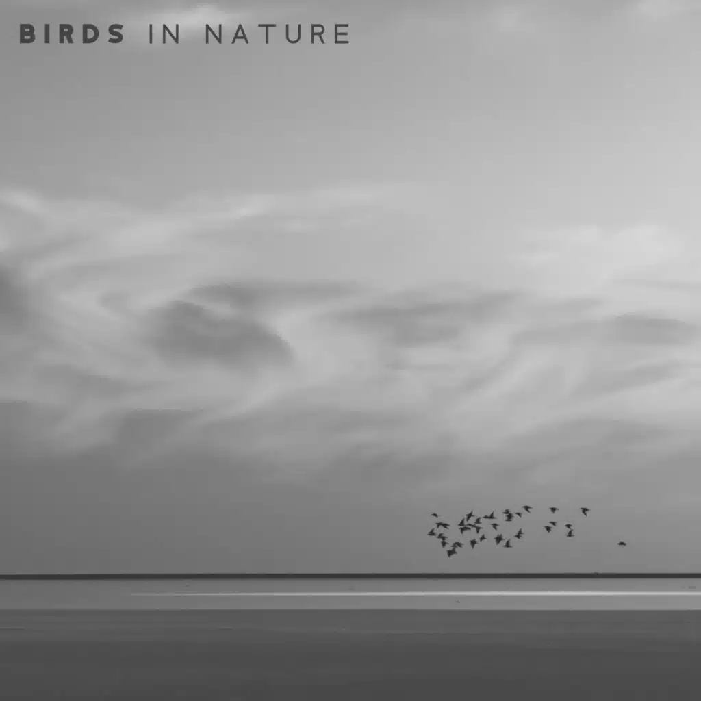 Birds in Nature: Sounds of Wild-life with a Gentle Background of Piano Music creating a Unique Relaxing Ambience