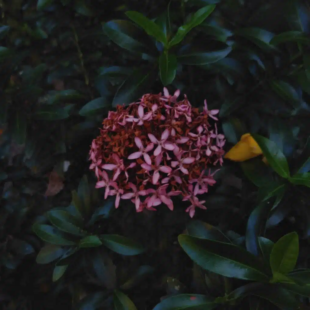 Pretty Helen (feat. Helen Kane)