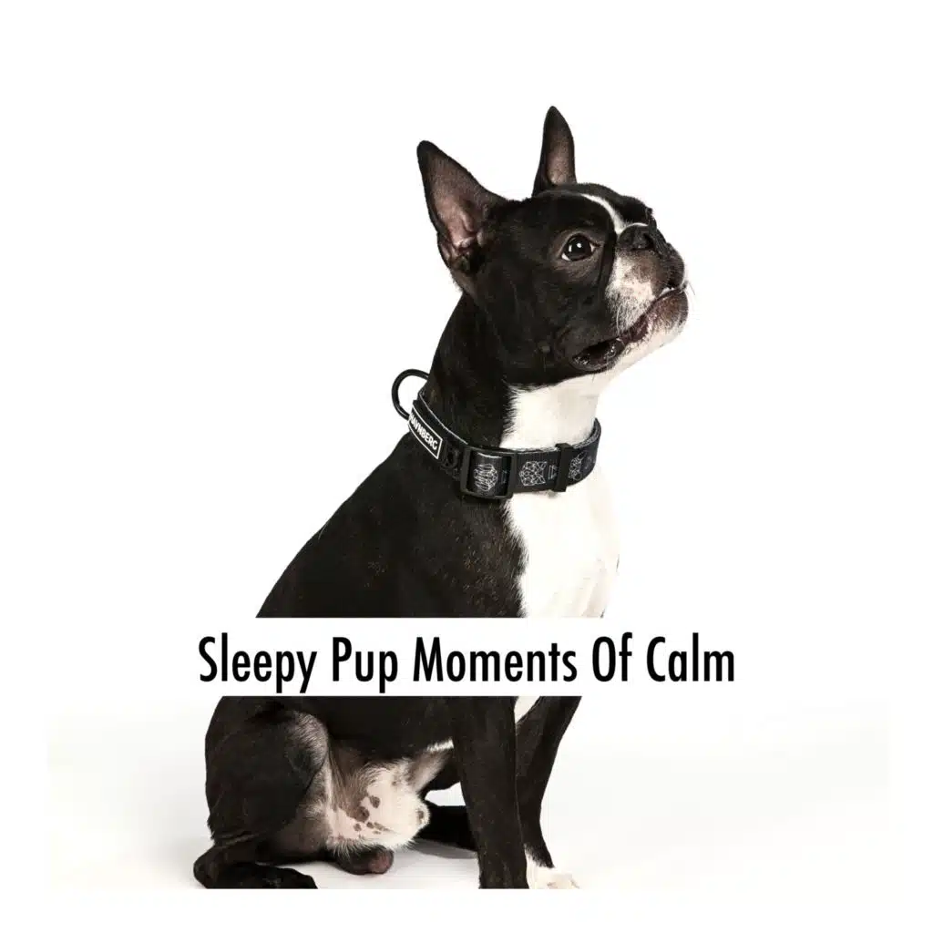 Sleepy Pup Moments Of Calm
