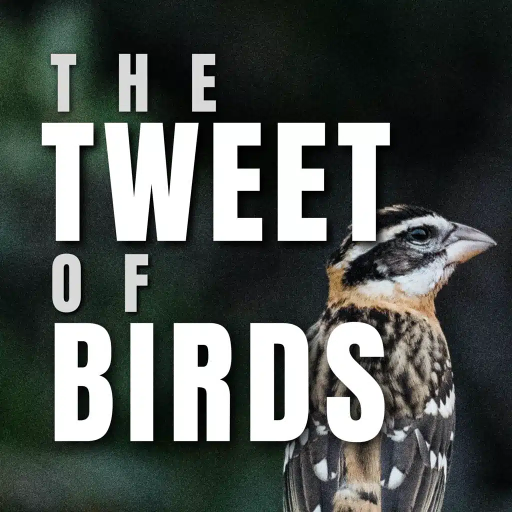 The Tweet of Birds
